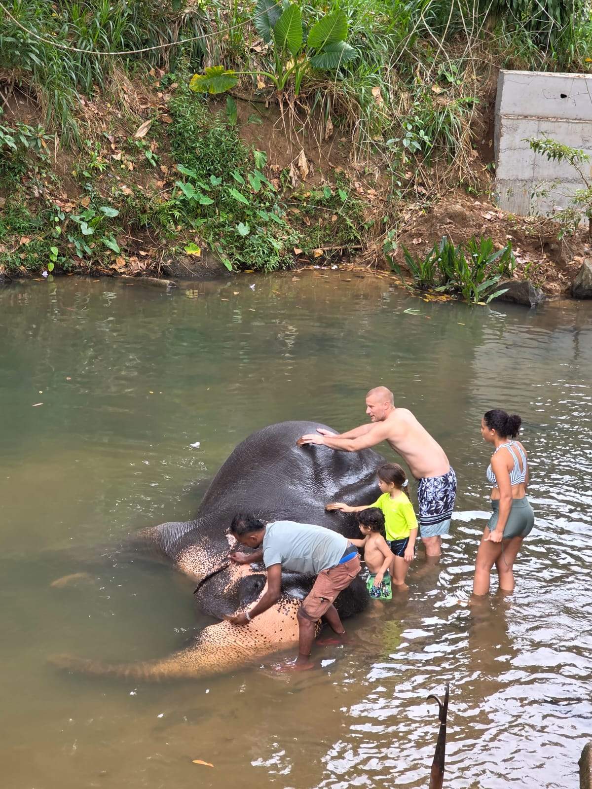 Elephants bathing in the river at Millennium Elephant Foundation near Pinnawala, Sri Lanka – an ethical wildlife experience